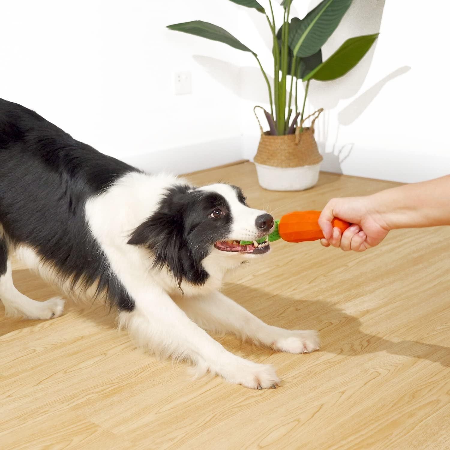 Dog Squeaky Chew Toys