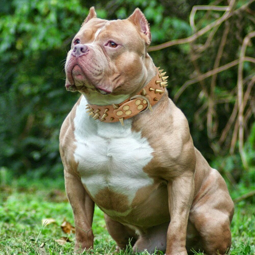 Protective Anti-bite Collar Dog Leashe