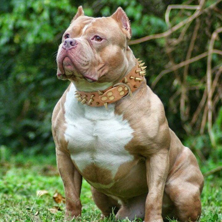 Protective Anti-bite Collar Dog Leashe